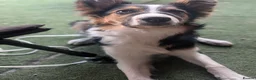 Border Collie dogs for sale: 6 month old male border collie  - Advert 6