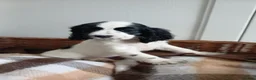 Cocker Spaniel dogs for sale: Cocker Spaniel puppies - Advert 4