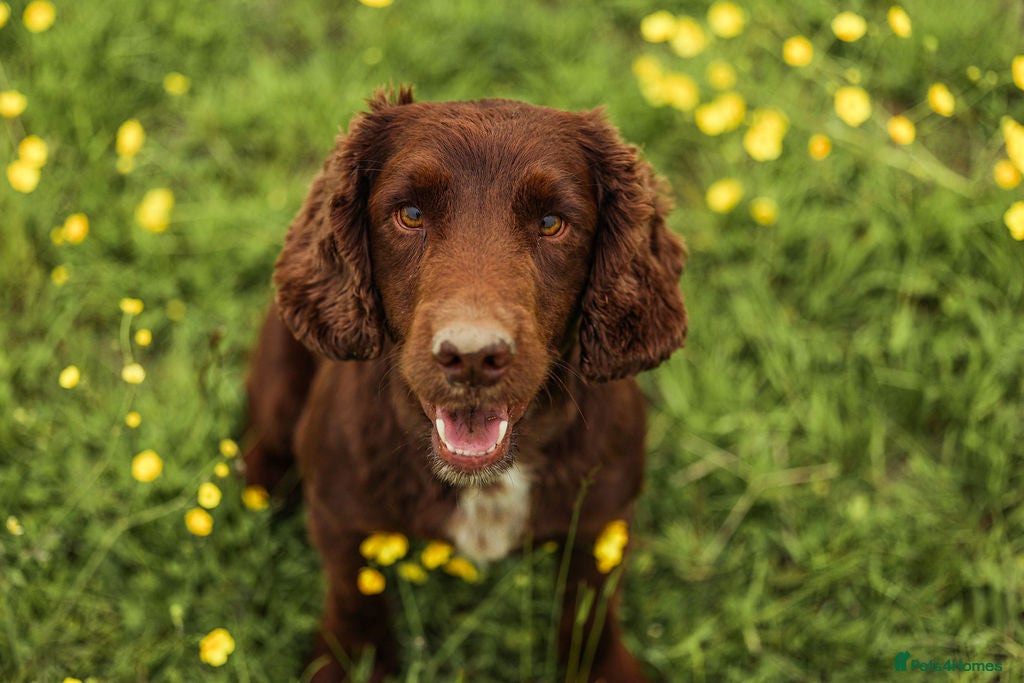 Cocker Spaniel dogs KC Registered Working Cocker Spaniel Stud “Chase” - Advert 17