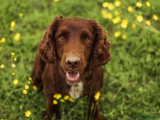 Cocker Spaniel dogs - Advert 28
