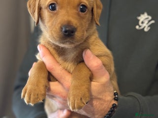 Labrador Retriever dogs Kc registered red labs - Advert 18