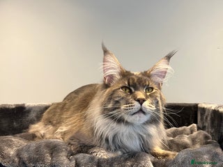 Maine Coon cats - Advert 4