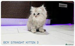 Scottish Fold cats for sale: SCOTTISH FOLD KITTENS (DELIVERY  AVAILABLE) - Image 2