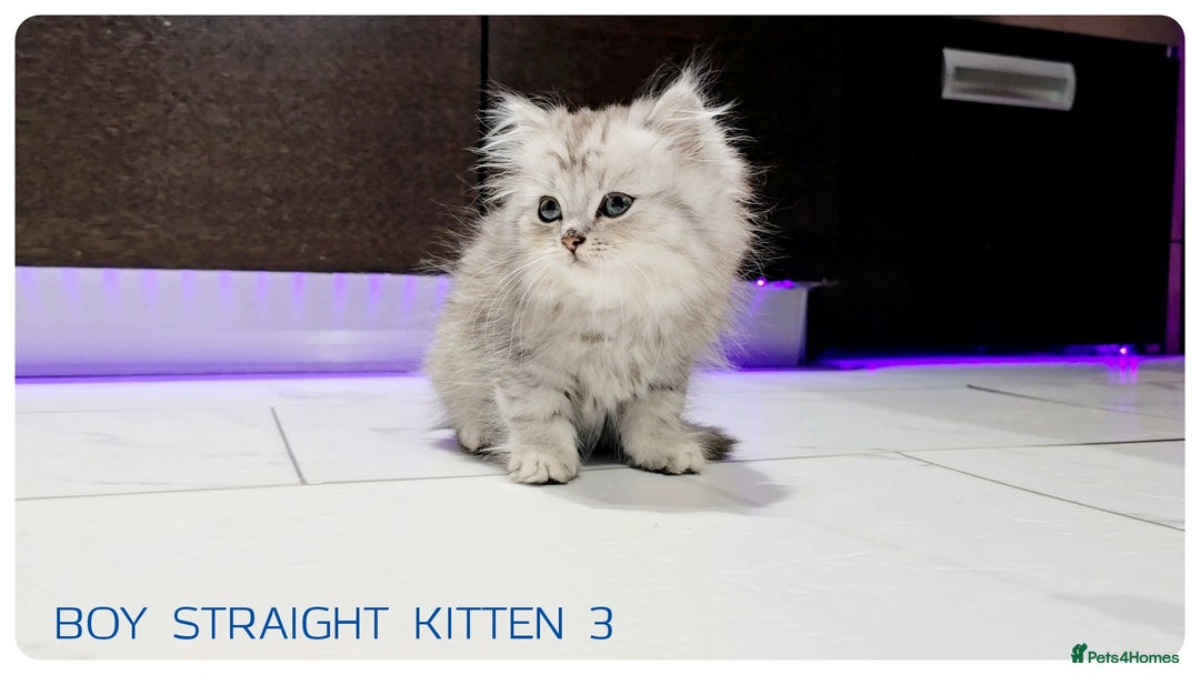 Scottish Fold cats for sale: SCOTTISH FOLD KITTENS (DELIVERY  AVAILABLE) - Image 2