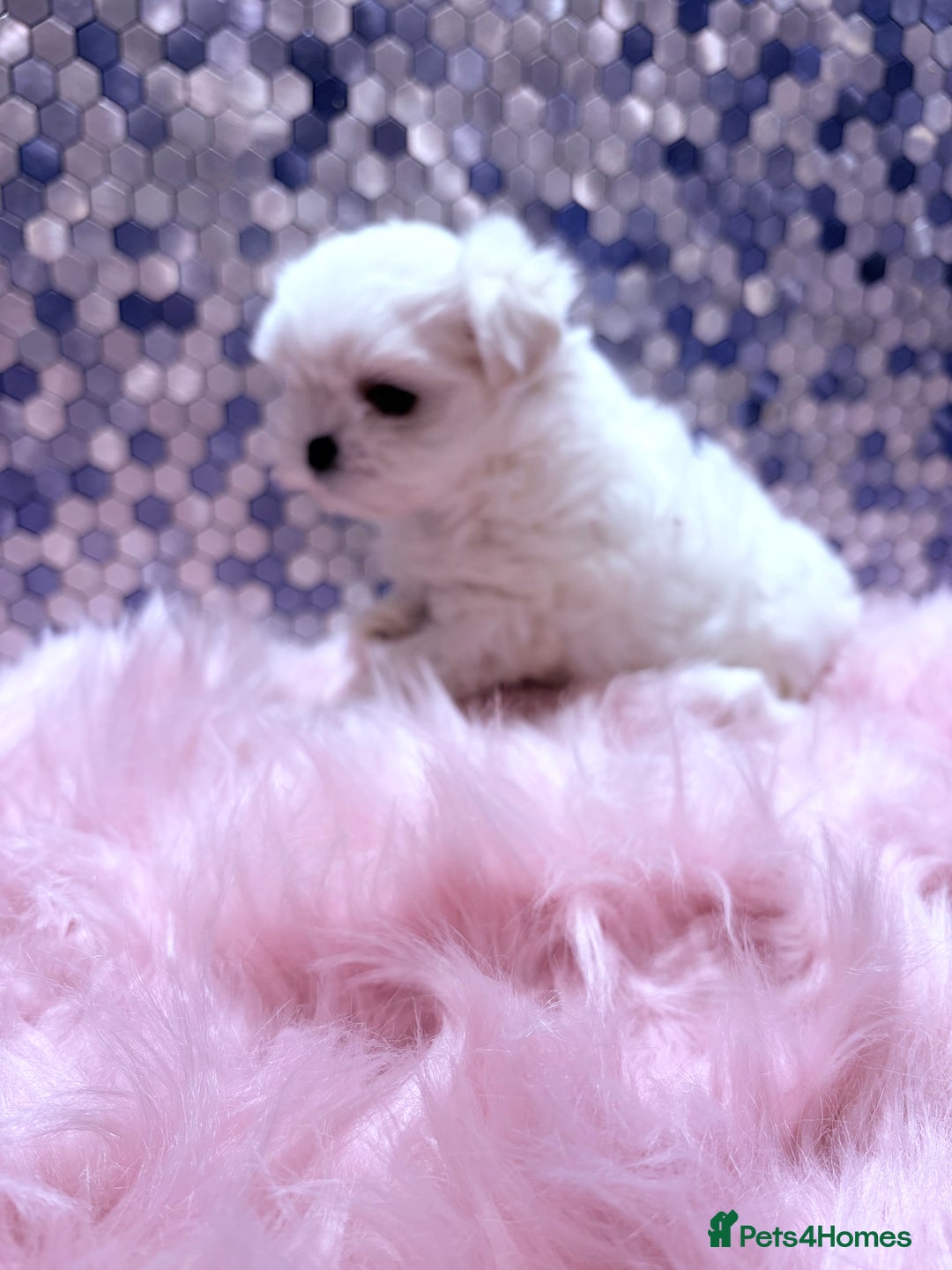 Maltese dogs for sale: ❤️🩵Full Korean Baby pups🩵❤️ - Advert 6