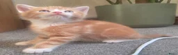 Mixed Breed cats for sale: Gorgeous cuddly kittens  - Advert 6