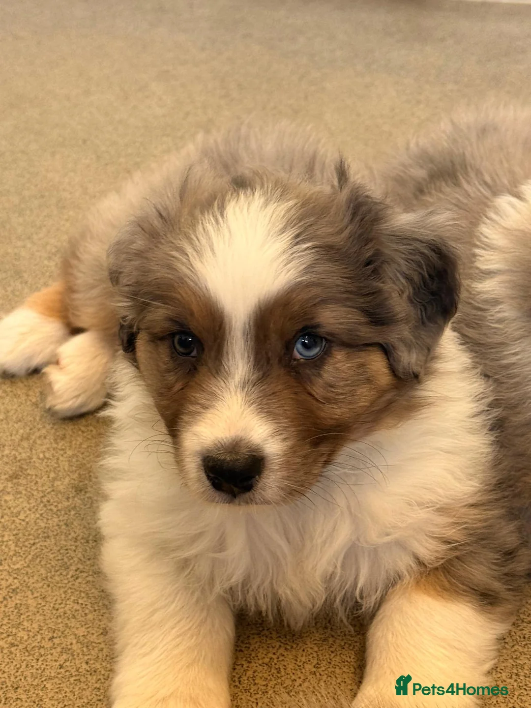 Australian Shepherd dogs for sale: Purebred Australian Shepherds - Advert 1