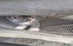 Persian cats for sale: Half persian kittens - Image 4