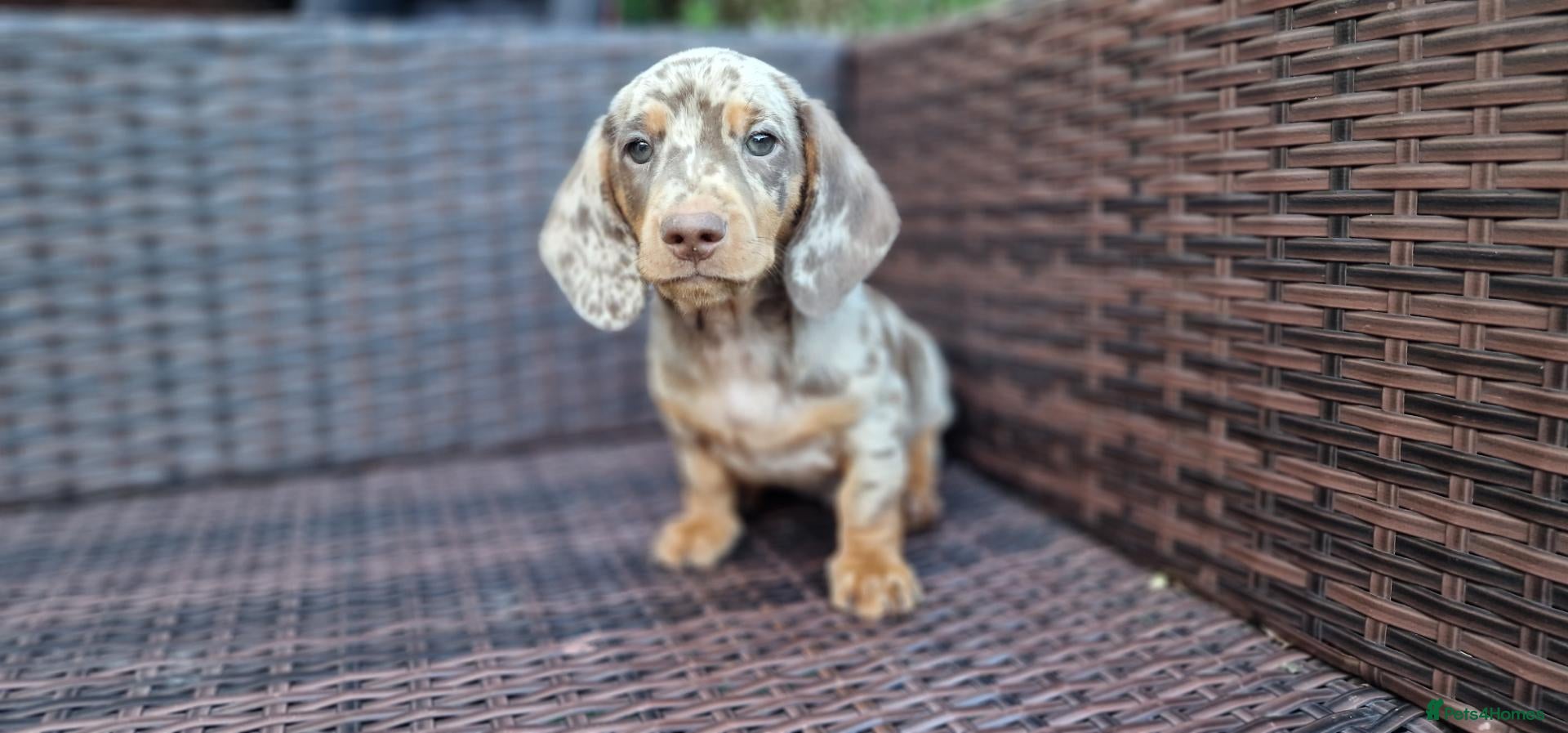 Miniature Dachshund dogs Mini dachshunds puppies  - Advert 5