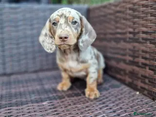 Miniature Dachshund dogs Mini dachshunds puppies - Advert 2