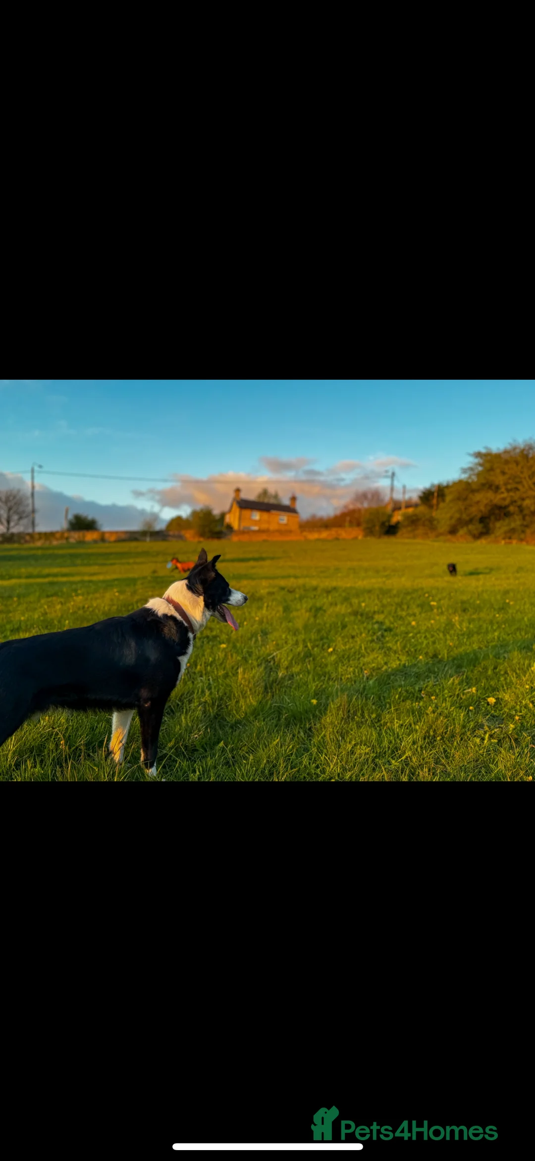 Border Collie dogs for stud: Proven Border Collie Stud | Strong Working Lines  - Advert 7