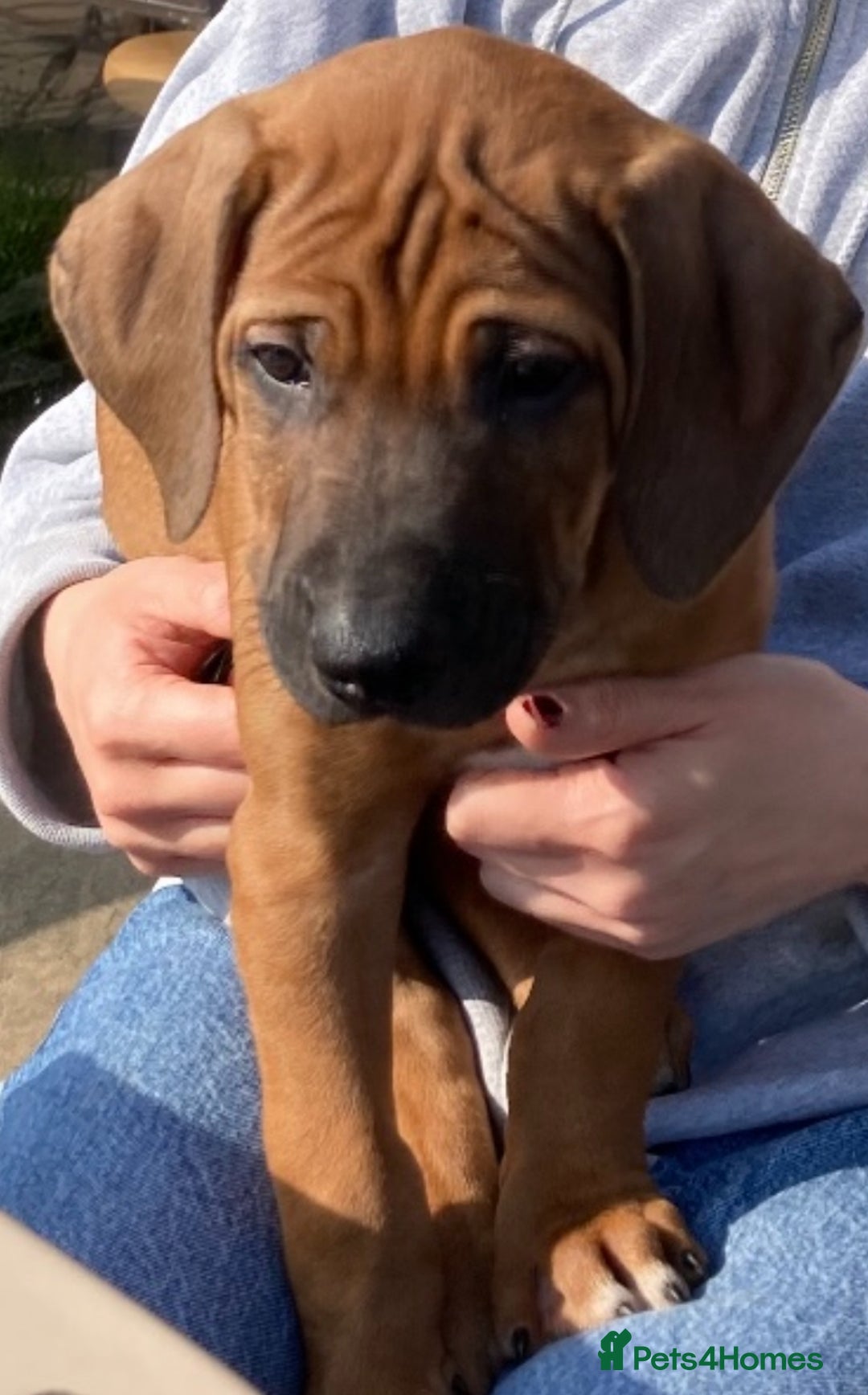 Rhodesian Ridgeback dogs for sale: LADYLIUWA KC REG. LITTER: LAST TWO PUPS FOR SALE in Grantham - Image 21