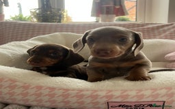 Miniature Dachshund dogs for sale: Miniature Dachshund  - Image 15