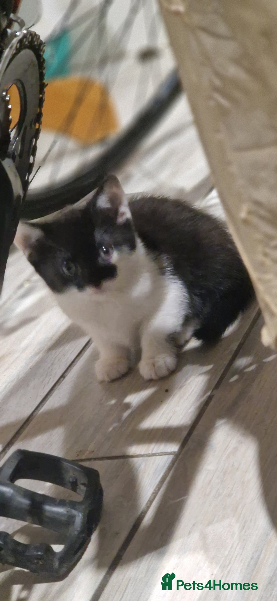 British Longhair cats for sale: Cats British longhair  - Advert 8