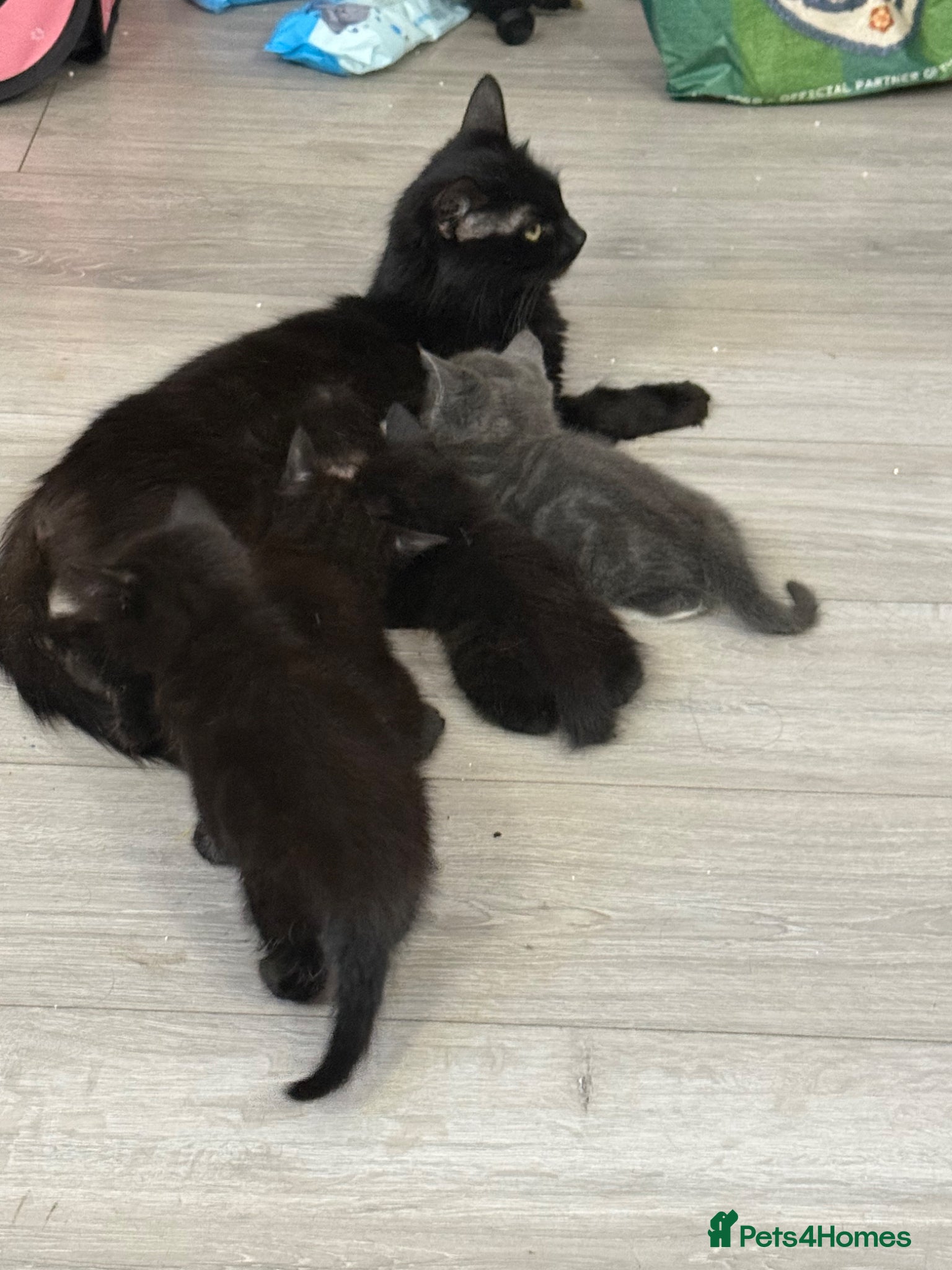 Mixed Breed cats Chunky fluffy kittens - Advert 2