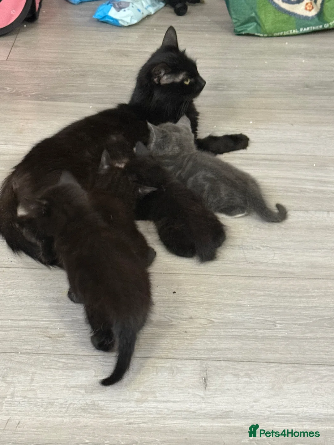 Mixed Breed cats for sale: Chunky fluffy kittens - Advert 1