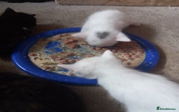 Bengal cats for sale: 7 week old kittens  - Image 9
