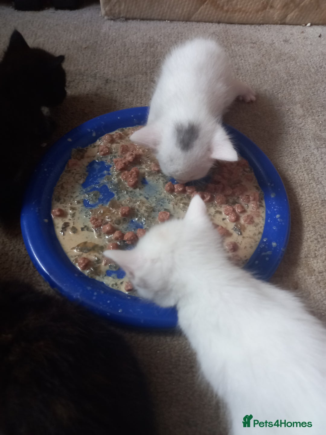 Bengal cats for sale: 7 week old kittens  - Image 9