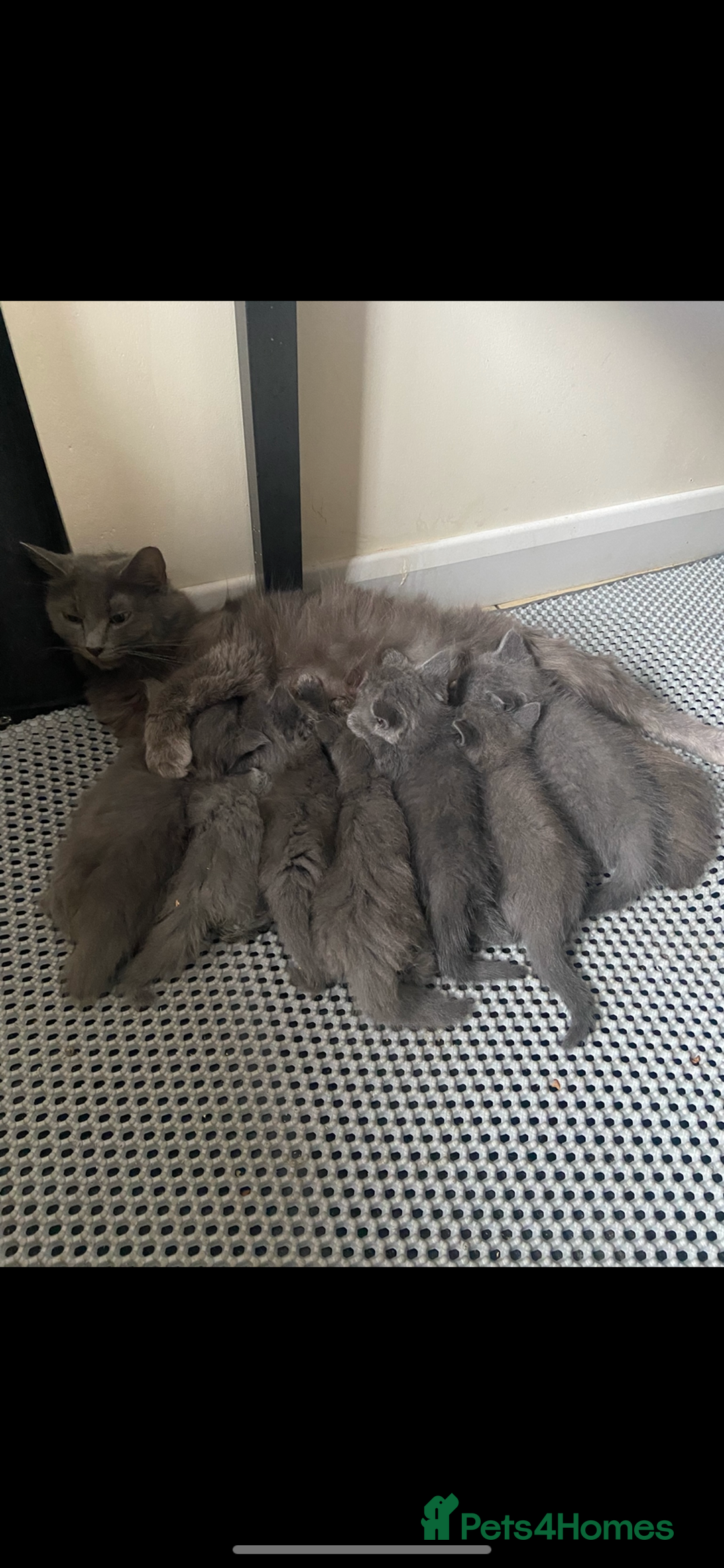 British Longhair cats for sale: Beautiful British blue kittens  - Image 5