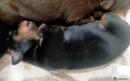 Dobermann dogs for sale: Dobermann puppies - Image 3