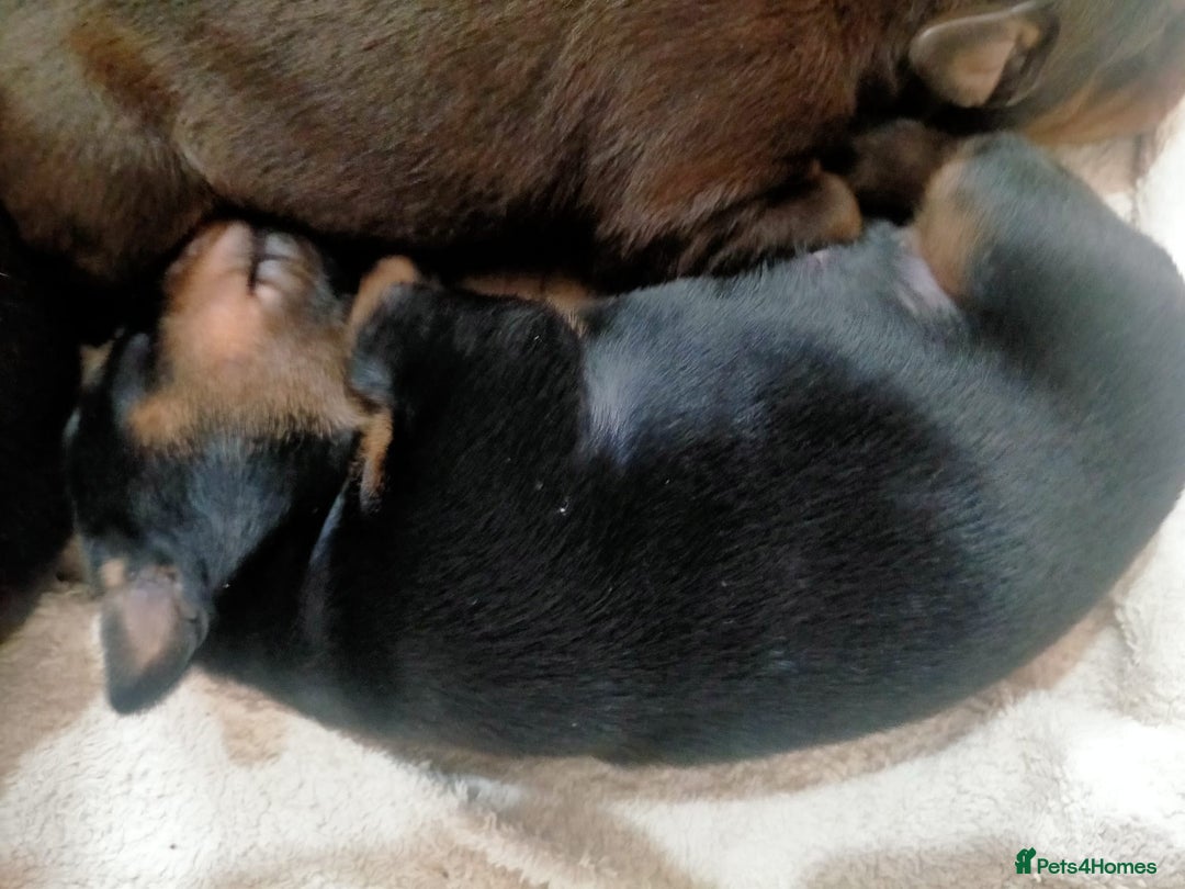 Dobermann dogs for sale: Dobermann puppies - Image 3