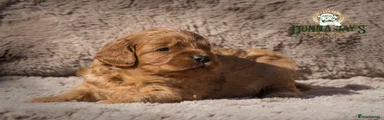 Cavapoo Puppy 2