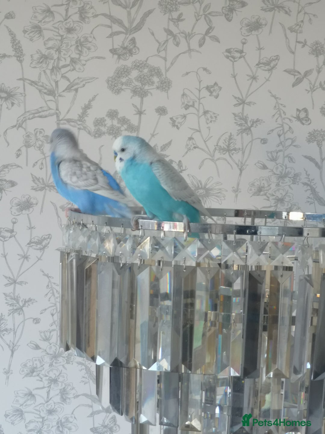 Budgerigars birds for sale: Budgerigars - one female one male - Advert 3