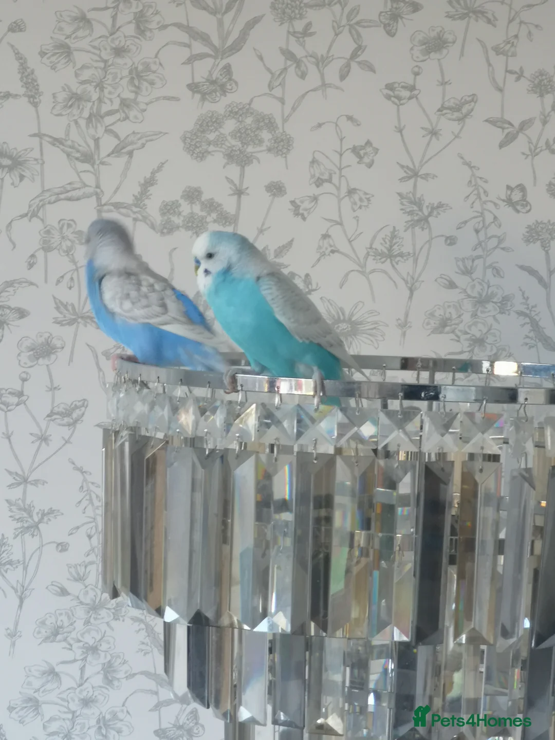 Budgerigars birds for sale: Budgerigars - one female one male - Advert 5