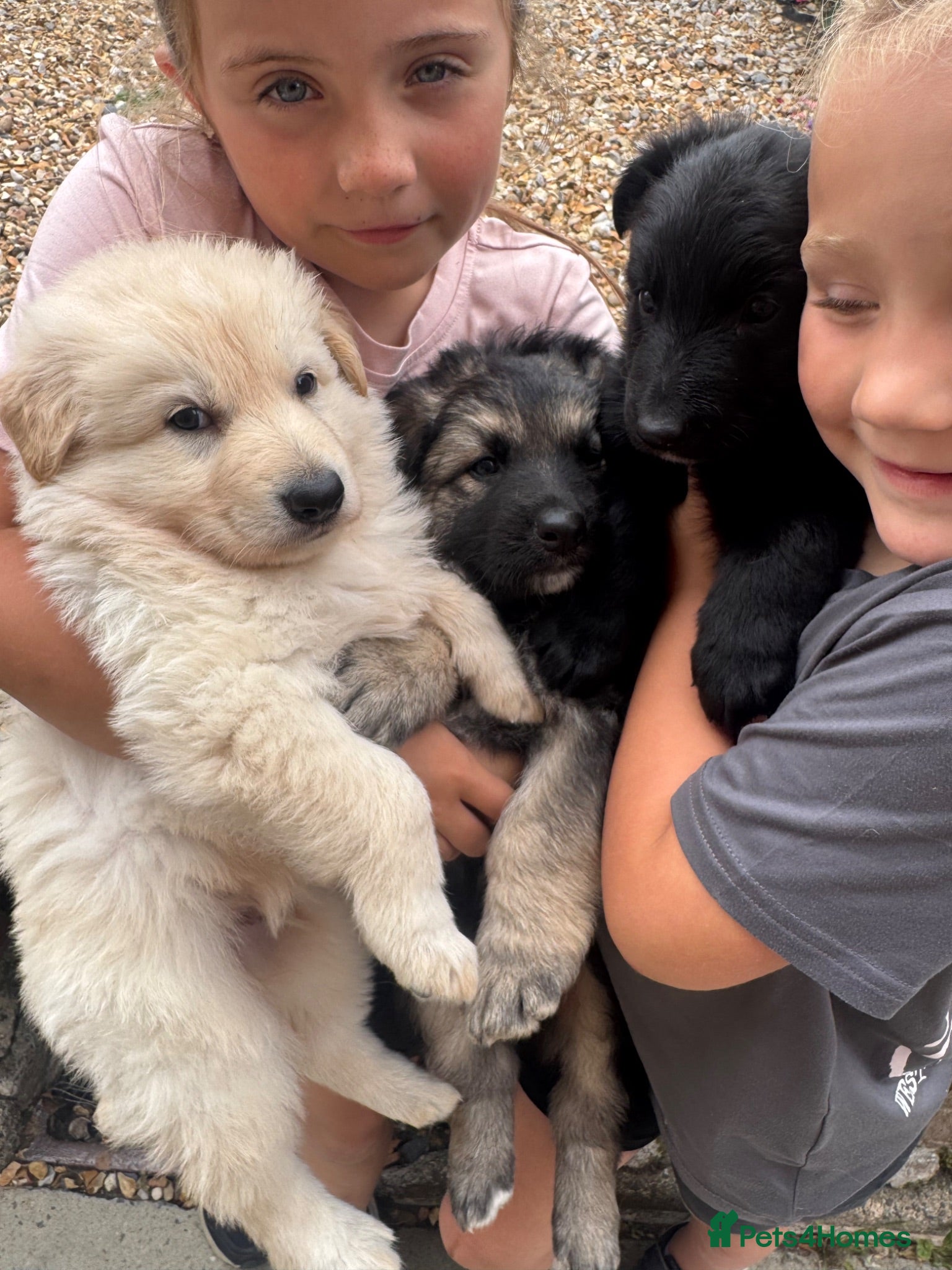 German Shepherd dogs Top Quality German Shephard Puppies - Advert 4
