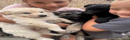 German Shepherd dogs for sale: Top Quality German Shephard one girl left - Advert 9