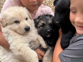 German Shepherd dogs Top Quality German Shephard Puppies - Advert 4