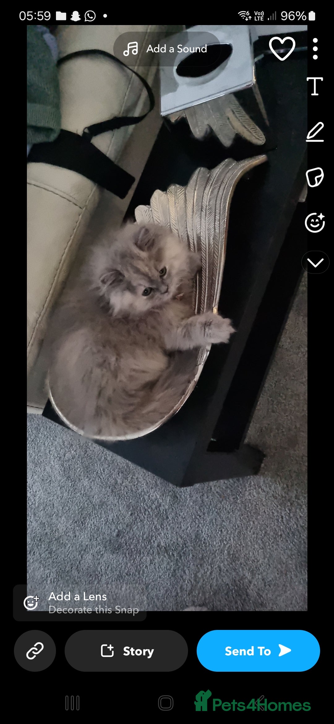 Persian cats for sale: Persian mixed breed  - Image 13