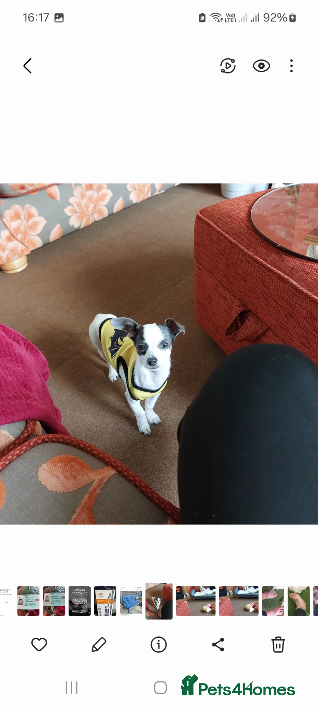Chiweenie dogs for sale: Beautiful little boy chihuahua cross dauchound  - Advert 7