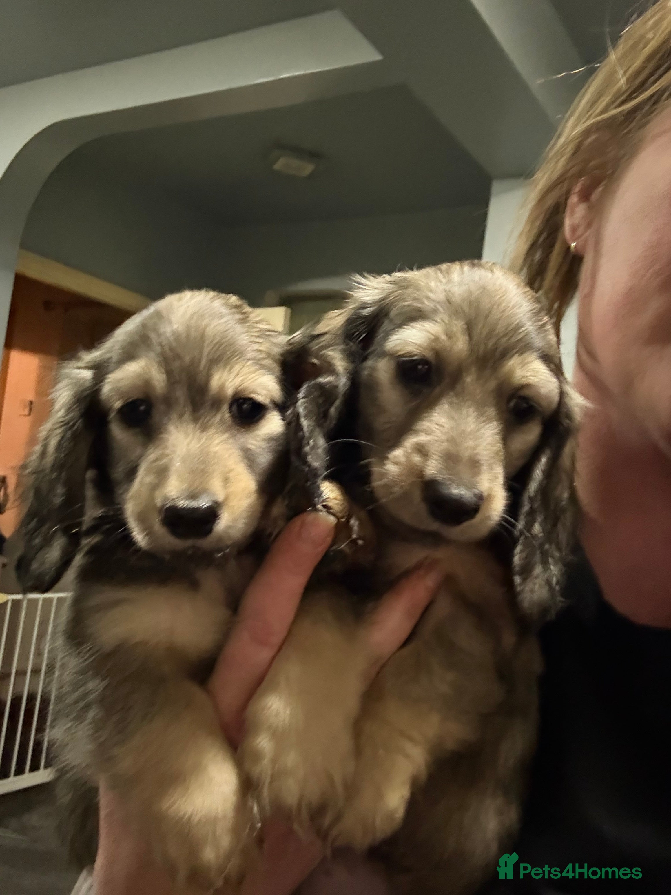 Miniature Dachshund dogs Shaded cream miniature dachshunds  - Advert 18