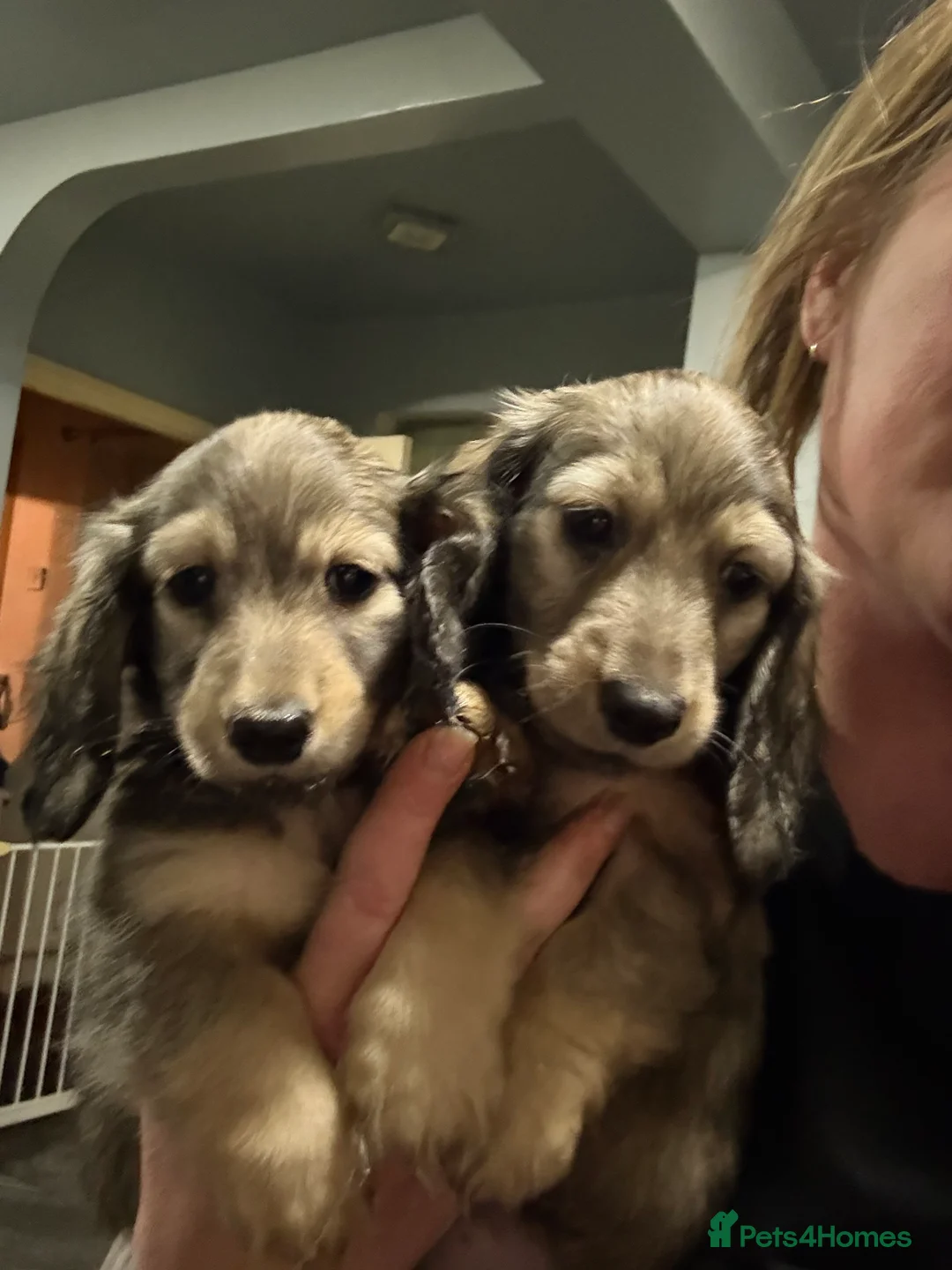 Miniature Dachshund dogs for sale: Shaded cream miniature dachshunds  - Advert 2