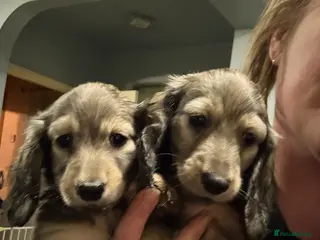 Miniature Dachshund dogs Shaded cream miniature dachshunds - Advert 18