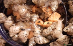 Snails invertebrates for sale: Giant African land snails (Achatina  fulica) - Image 4
