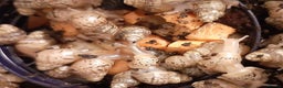 Snails invertebrates for sale: Giant African land snails (Achatina  fulica) - Advert 4