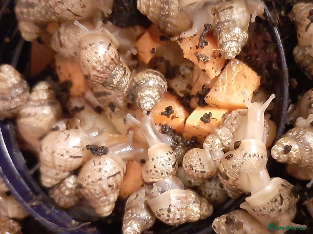 Snails invertebrates for sale: Giant African land snails (Achatina  fulica) - Image 4