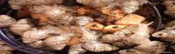 Snails invertebrates for sale: Giant African land snails (Achatina  fulica) - Advert 5