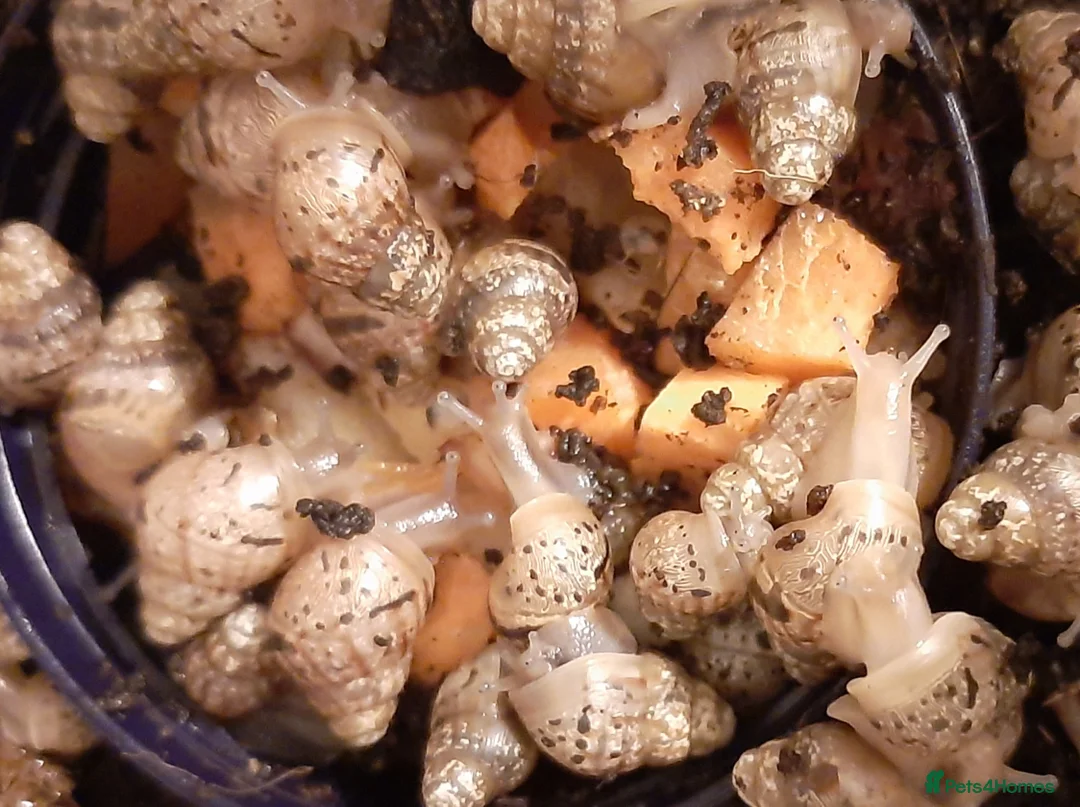 Snails invertebrates for sale: Giant African land snails (Achatina  fulica) - Advert 5