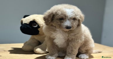 Mixed Breed dogs - Advert 6