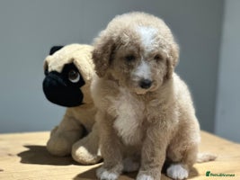 Mixed Breed dogs - Advert 6