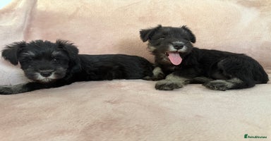Miniature Schnauzer dogs - Advert 8