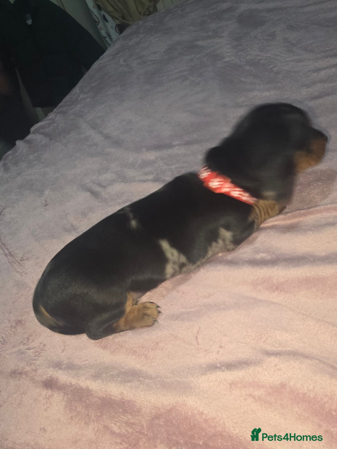 Miniature Dachshund dogs for sale: True to type kc dad home raised both parents here - Advert 20