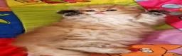 British Longhair cats for sale: 💖 Golden British Medium/Longhair Girl 💖 - Advert 9
