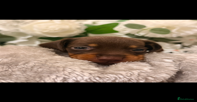 Dachshund dogs - Advert 5