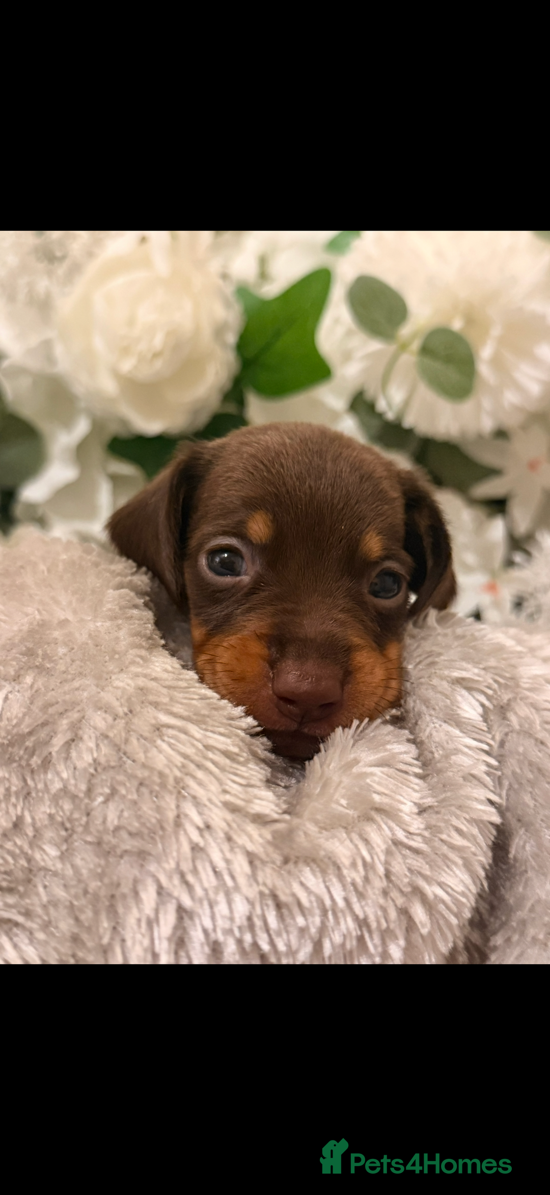 Dachshund dogs for sale: ⭐️LAST BOY AVAILABLE- Mini dachshunds pups⭐️ - Advert 16