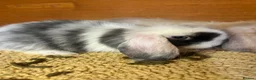 Mini Lop rabbits for sale: Gorgeous mini lop doe  - Advert 5