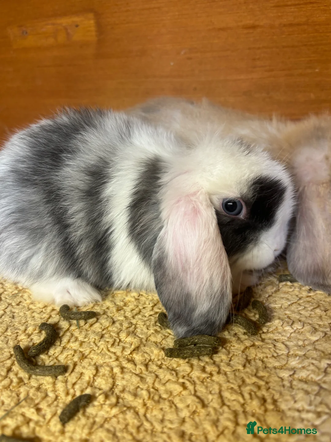 Mini Lop rabbits for sale: Gorgeous mini lop doe  - Advert 5